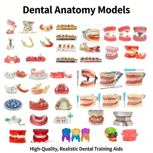 Dentale typodont modello denti - dentale,