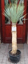 Yucca rostrata, tronco 155 cm