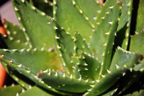 Aloe affinis vera - vera, -10