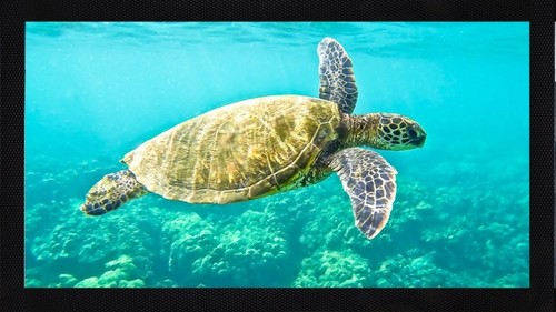 Tartaruga sea creature - sea, ocean