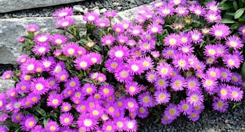 Carpobrotus edulis fico - -|,