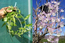 Dendrobium pierardii