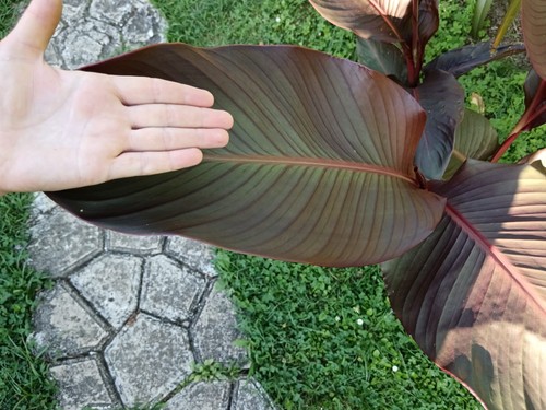 Pianta canna russian - pianta, red