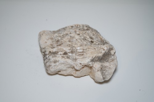 Fossile corallo bianco grezzo - corallo,