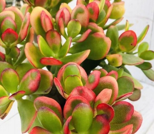 Crassula ovata tricolor - tricolor, 2