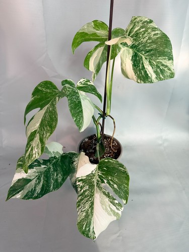 Monstera deliciosa albo - monstera,