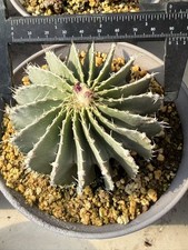 Geohintonia mexicana - 8,9, cm
