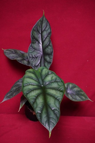 Alocasia dragon scale pot - alocasia,