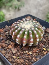 4,7 cm Discocactus horstii rare piante di cactus giardino cactus radice propria WYSIWYG