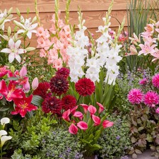 Mix di bulbi da fiore
