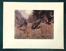 Stampa antica UCCELLI COLOMBACCIO IN CORTEGGIAMENTO 1911 Antique print