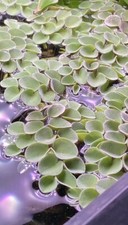 Pianta Acquario Galleggiante Salvinia Cucullata ( 8 Porzioni circa 10cm2)