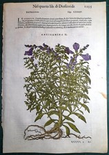 Stampa antica MATTIOLI