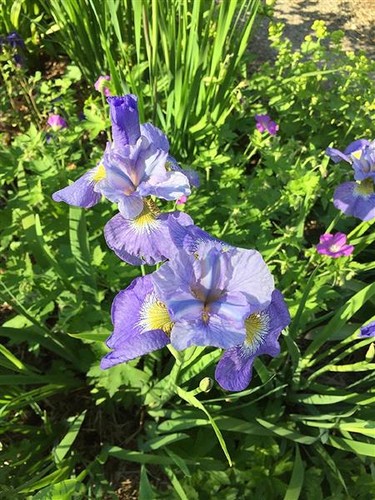 20x iris orchideen hellblau - iris,