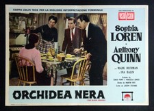 CINEMA-fotobusta ORCHIDEA NERA