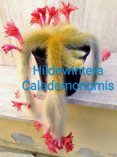 Pianta grassa HILDEWINTERA coda di scimmia cactus