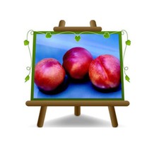 Nettarina Polpa Gialla Venus Pianta da frutto vaso 20 Alta 150-17 cm eta 4 anni