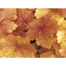 Heuchera 'Créme Brûlée' -