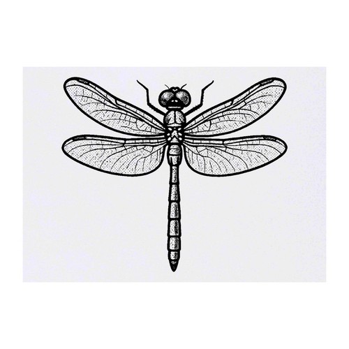 Tatuaggi/Trasferimenti