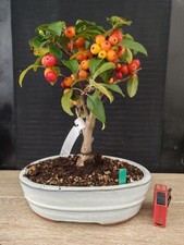 bonsai di melo   h 40 cm