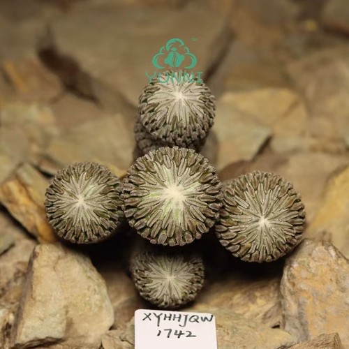 Rara pianta cactus 3 - rara, cm