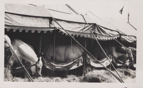 Ringling bros rbbb - ringling, tenda
