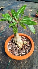 adenium swazicum succulente