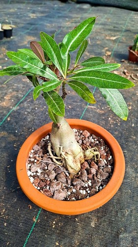 Adenium swazicum succulente - adenium,