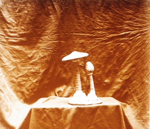 Coulemelle funghi c1920 foto - coulemelle,