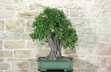 Bonsai di Ciliegio Selvatico