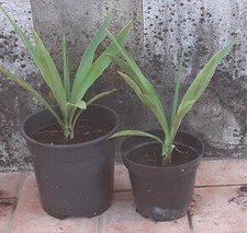 3 piantine di yucca o