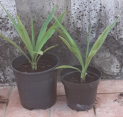 Piantine yucca o - piantine, di