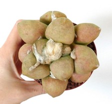 Ariocarpus lloydii cultivar