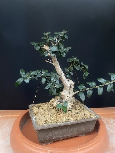 Bonsai olivastro foto - olivastro, (foto