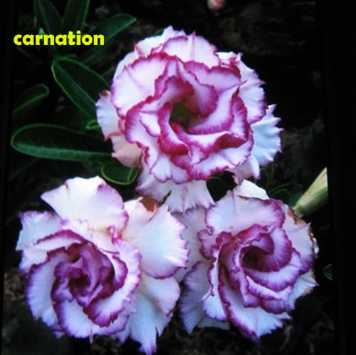 Adenium obesum desert rose - desert, "