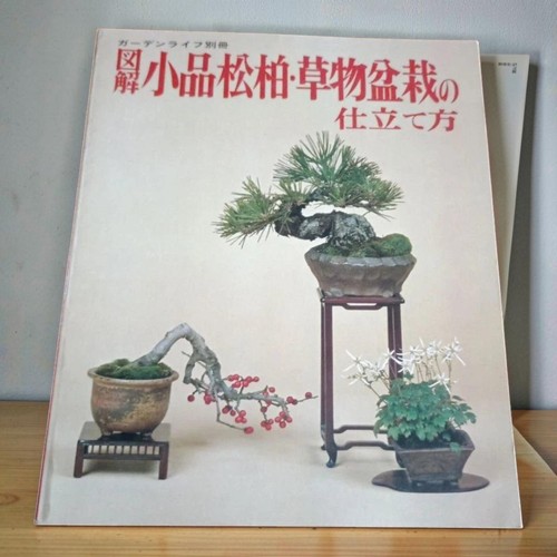 Small pine oak bonsai - small,