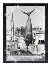 Historic 630lbs Blue Marlin