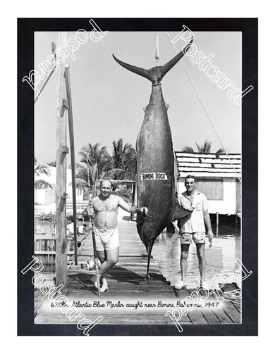 Historic 630lbs blue marlin - historic,