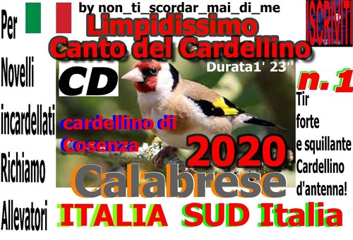 Canto del cardellino di - del,