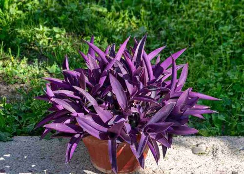 Tradescantia pallida purpurea - tradescantia,