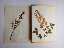 Erbario collezione piante 75