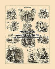 Wildtaubenjagd Tauben Vögel