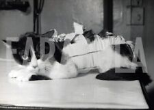 Foto Vintage Animali Parigi gatto Miss Univers Doudou, 1962, stampa 18x13 cm