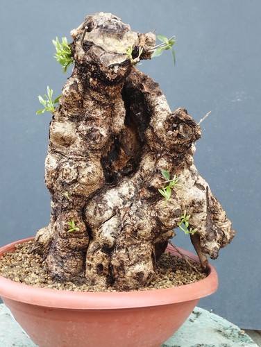 Bonsai olivastro 40x30cm - bonsai,
