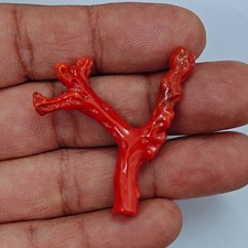 Ramo di corallo marino