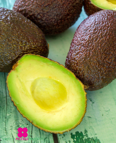 Pianta avocado persea - pianta,