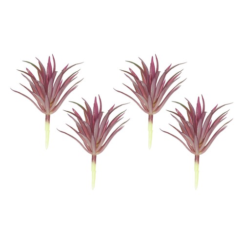 4pz piante succulente - piante,