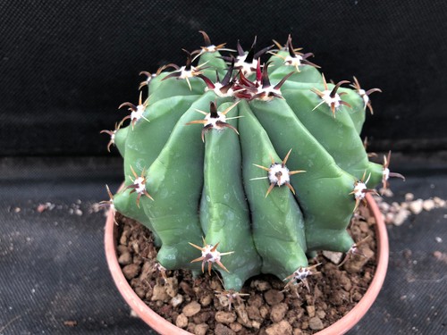 Ferocactus herrerae - ferocactus, f