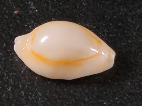 Conchiglia shell cypraea - conchiglia,
