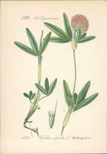 Chromolithographie 